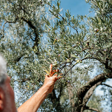 Olio Extravergine di Oliva Biologico