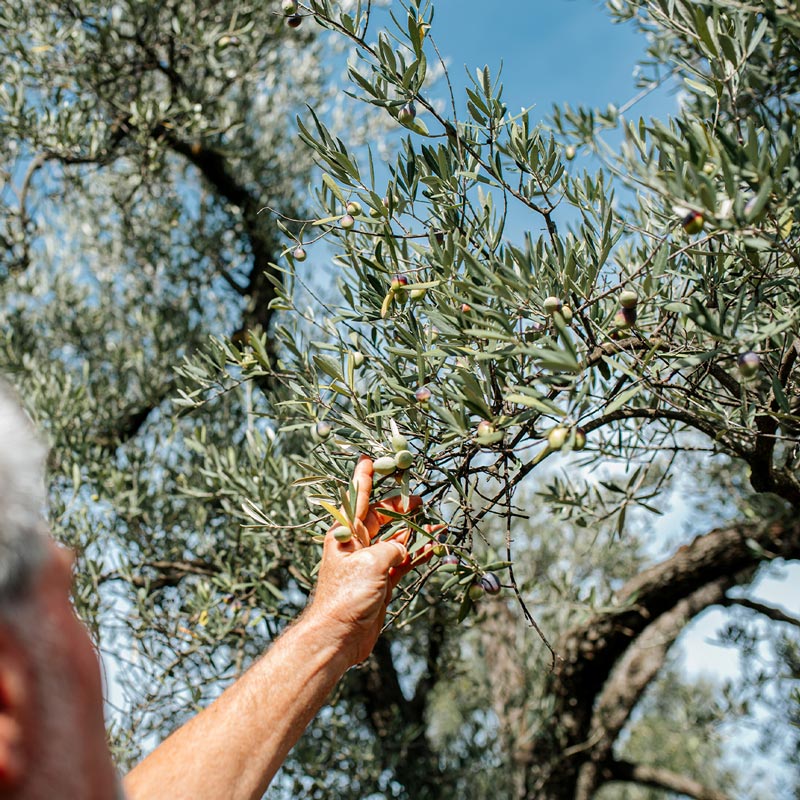 Olio Extravergine di Oliva Biologico